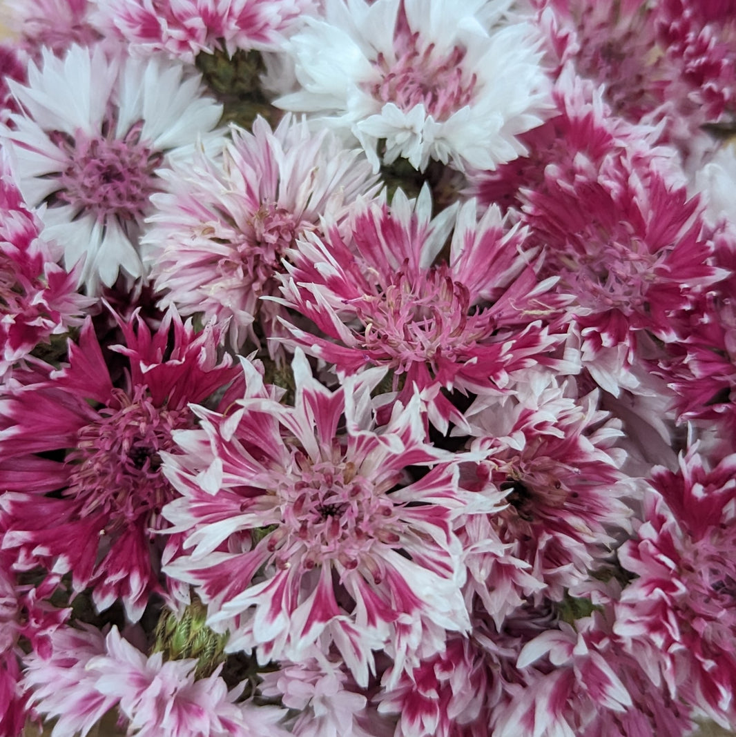 Edible Fresh Flowers Cherry Valley Organics