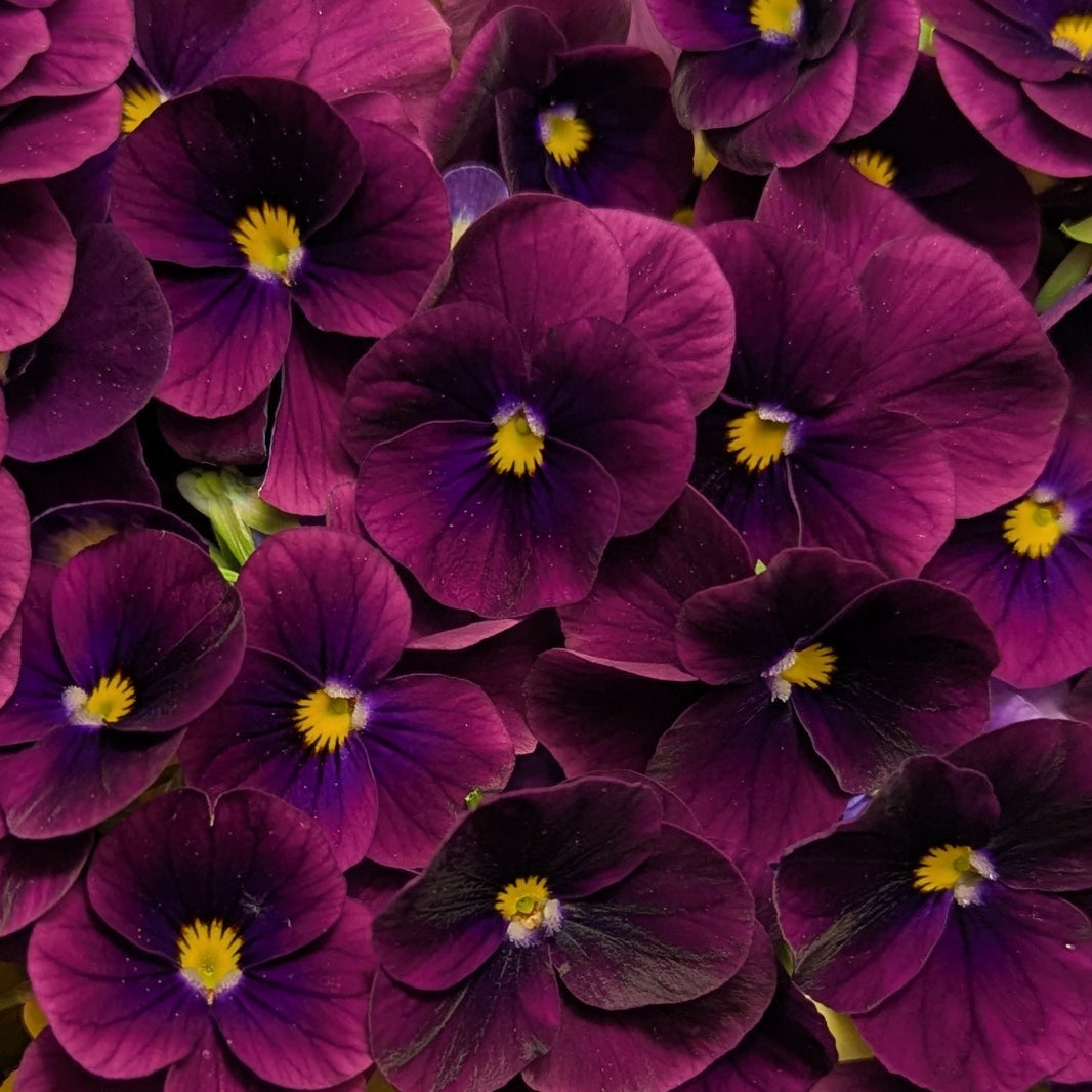 Edible Fresh Flowers | Cherry Valley Organics