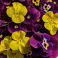 Fresh Edible Flowers - Violas, Deep Purple & Yellows