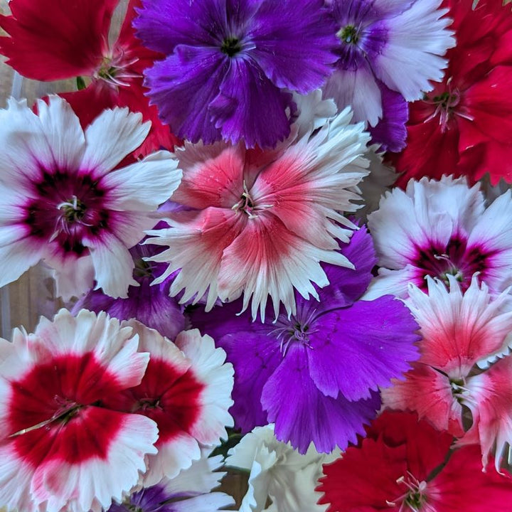 Edible Fresh Flowers Cherry Valley Organics