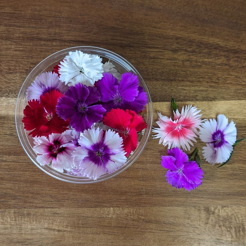 Fresh Edible Flowers - Pinks (Dianthus)