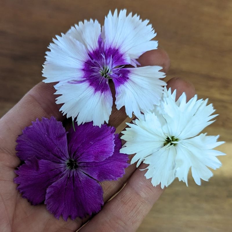 EDIBLE FLOWERS DIANTHUS, Miniaoure Real Organic Flowers, Bulk, Magenta, Rec, Pink hotsell Salad Garnish, Drinks, Citrus Taste 50 EdiblesFlowers