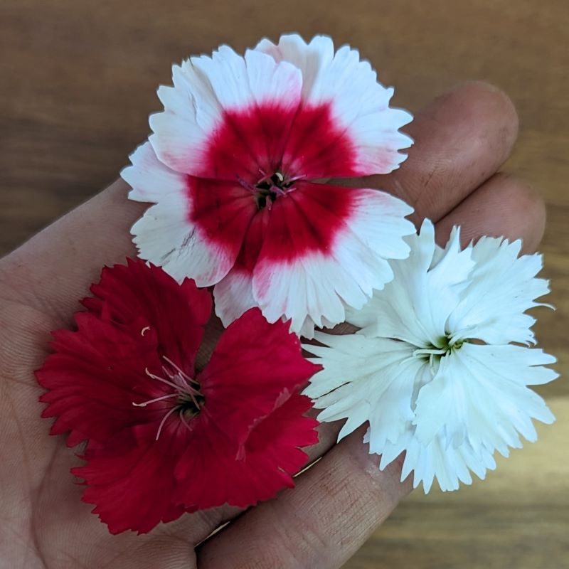 Fresh Edible Flowers - Pinks (Dianthus)