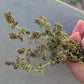 Dried Edible Lemon Thyme Sprigs with Flowers