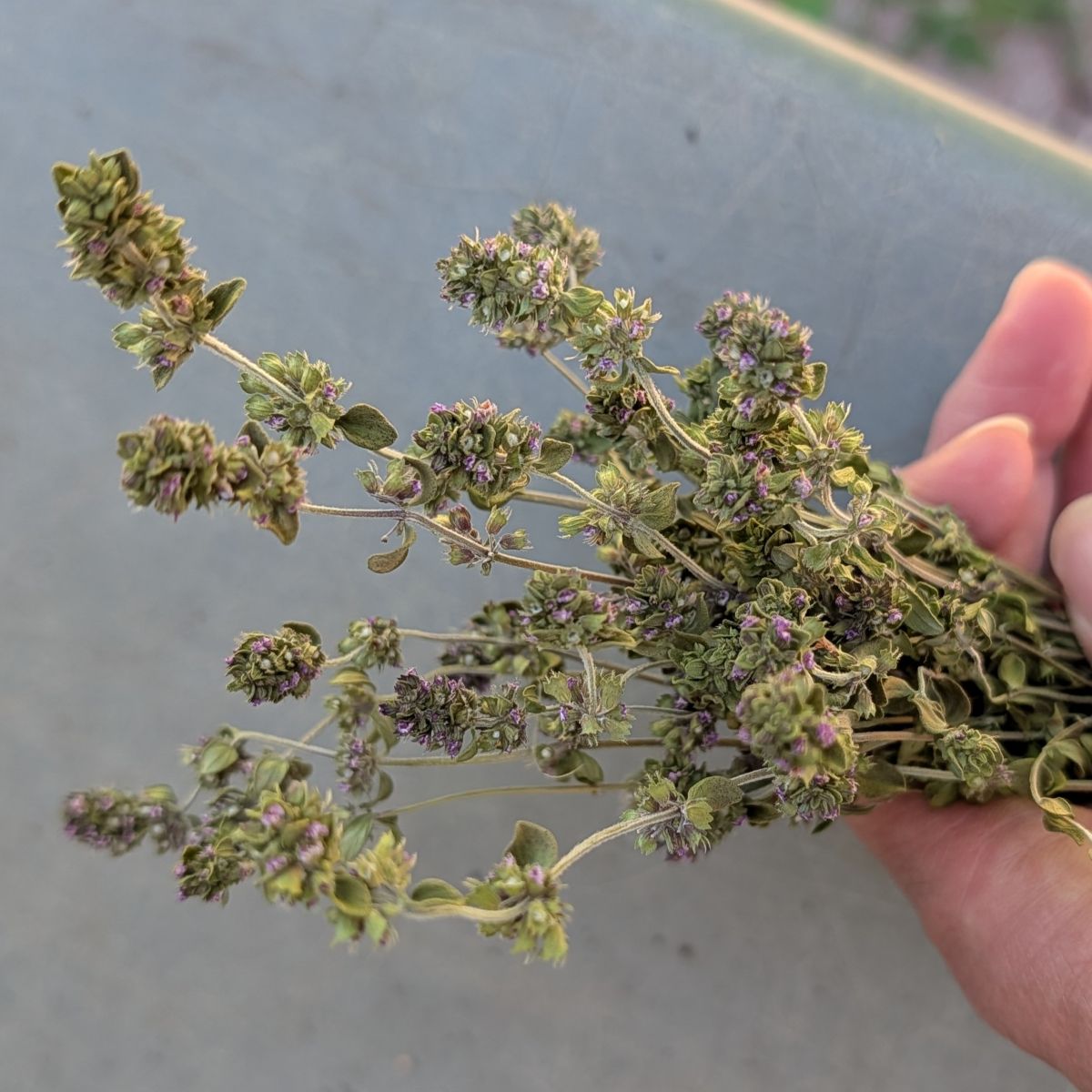 Dried Edible Lemon Thyme Sprigs with Flowers