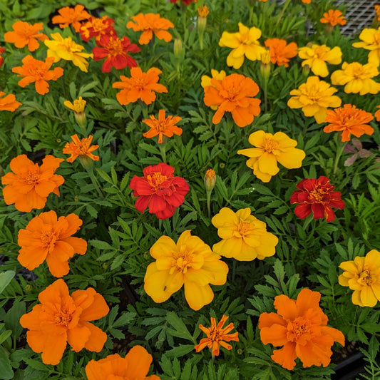CVO Potted Bedding Plants - Marigolds, Durango Outback Mix