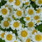 Fresh Edible Flowers - Feverfew, Magic Single