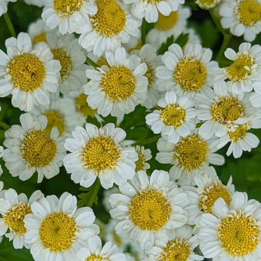 Fresh Edible Flowers - Feverfew, Magic Single