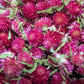 Dried Edible Flowers - Gomphrena, Carmine