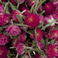 Dried Edible Flowers - Gomphrena, Carmine