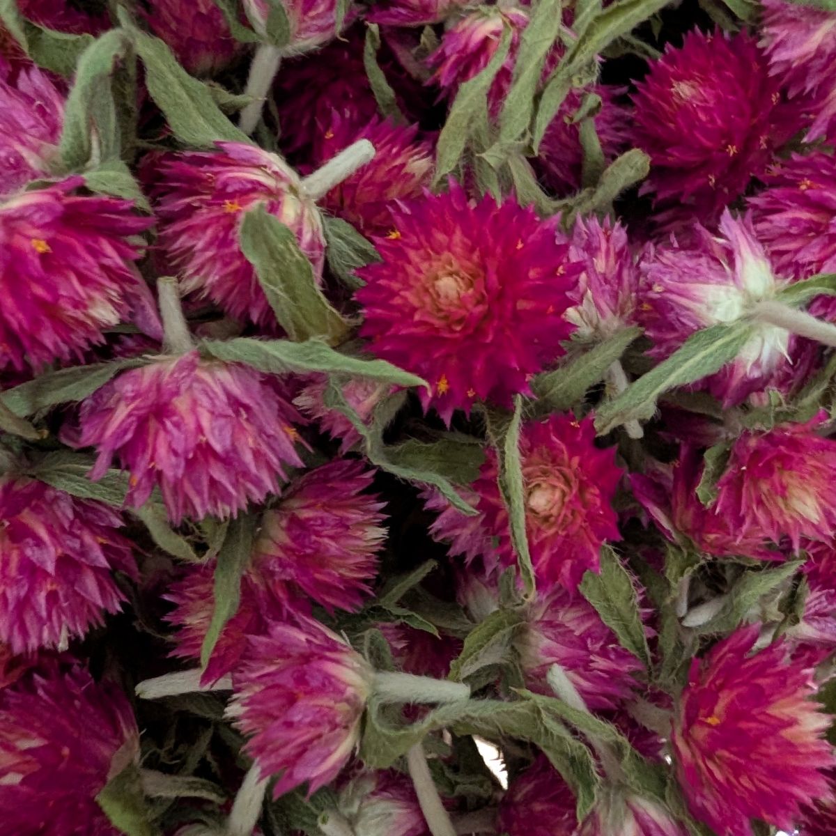 Dried Edible Flowers - Gomphrena, Carmine