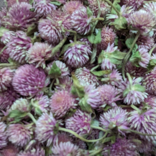 Dried Edible Flowers - Gomphrena, Lavender