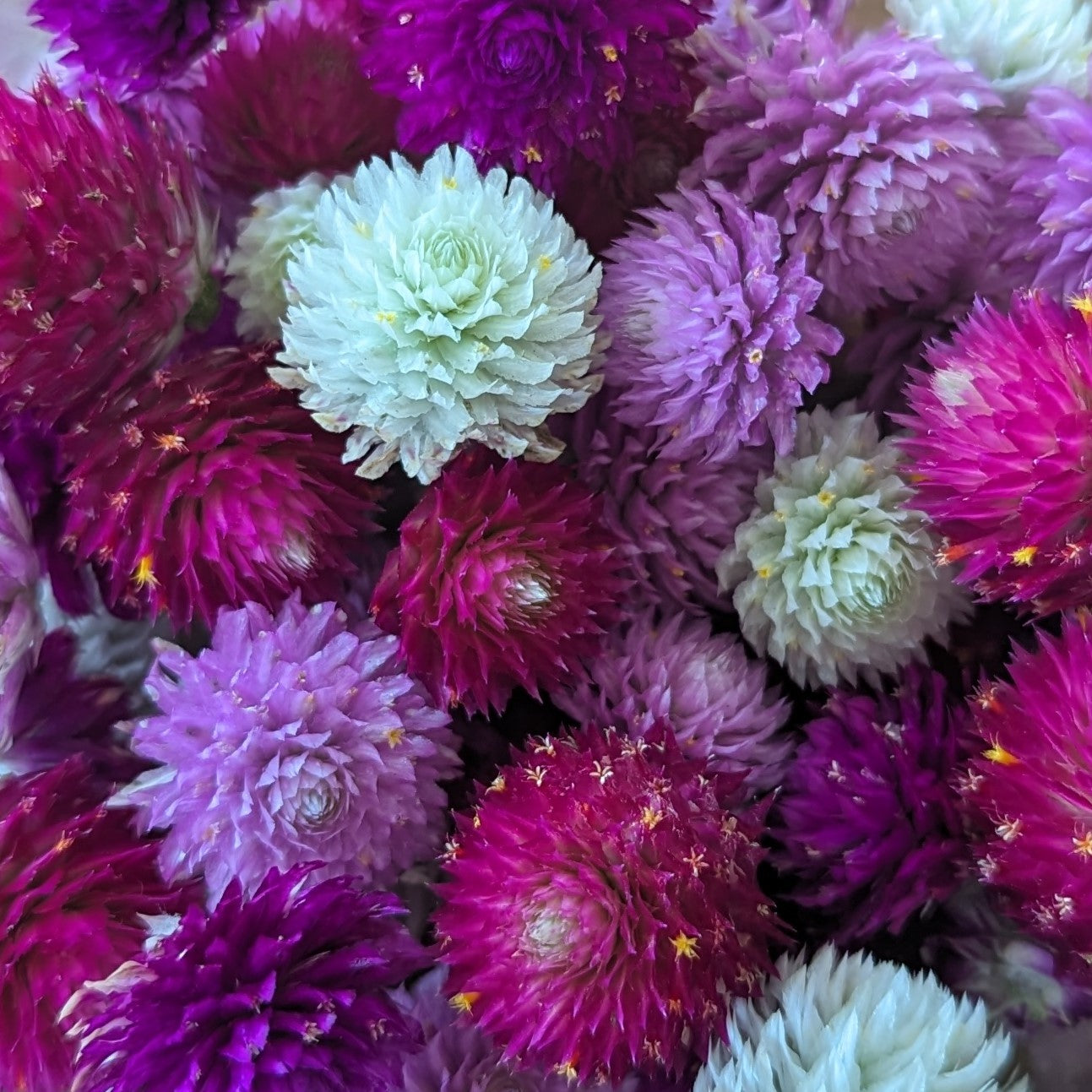 Fresh Edible Flowers - Gomphrena, Carmine