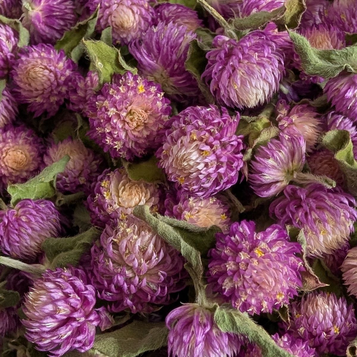 Dried Edible Flowers - Gomphrena, Purple