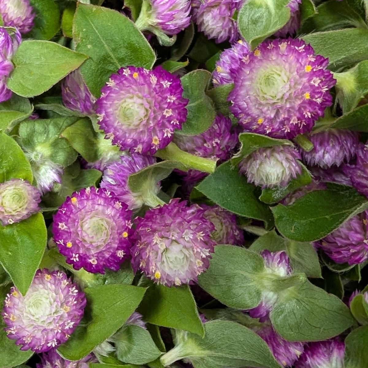 Fresh Edible Flowers - Gomphrena, Purple
