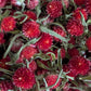 Dried Edible Flowers - Gomphrena, Red