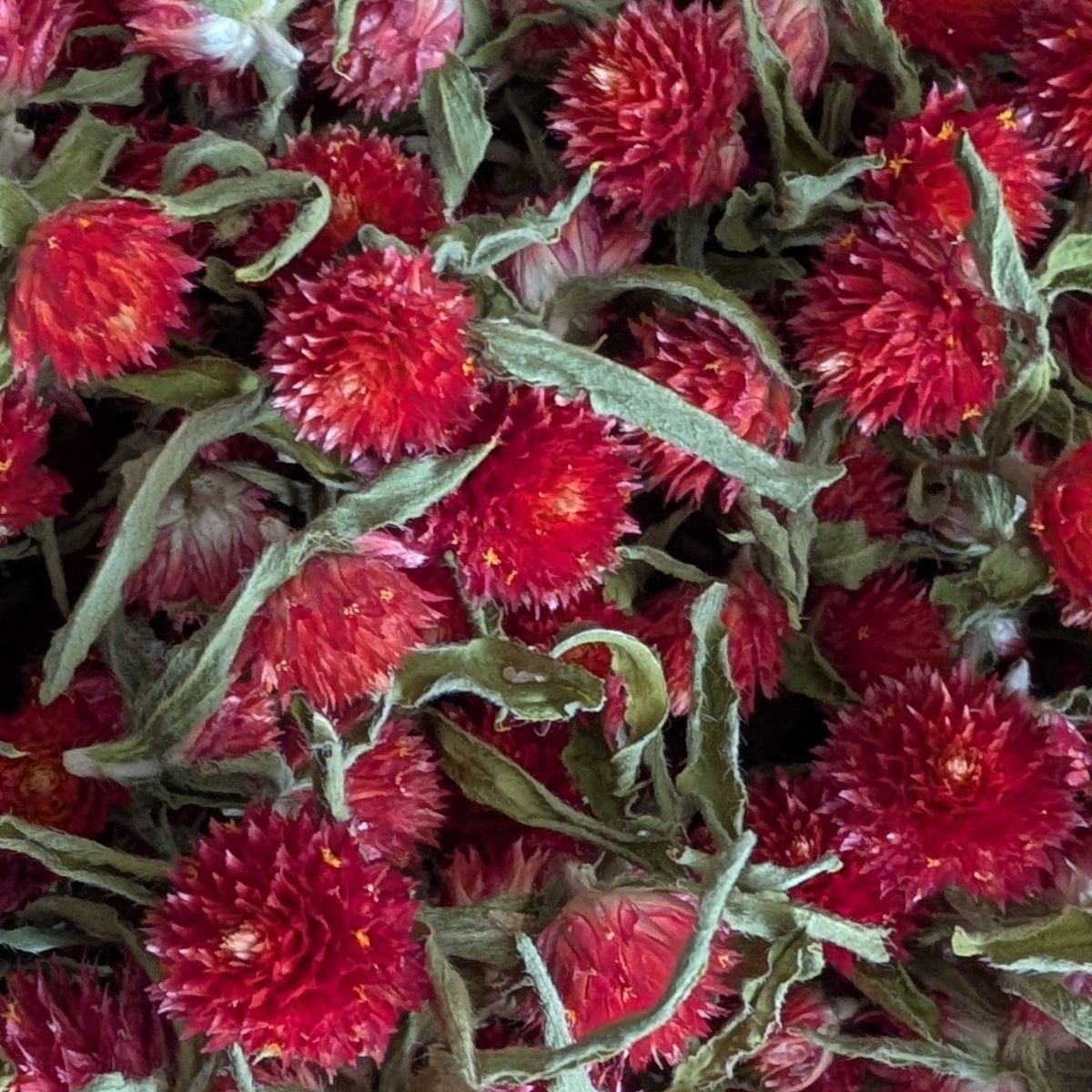 Dried Edible Flowers - Gomphrena, Red