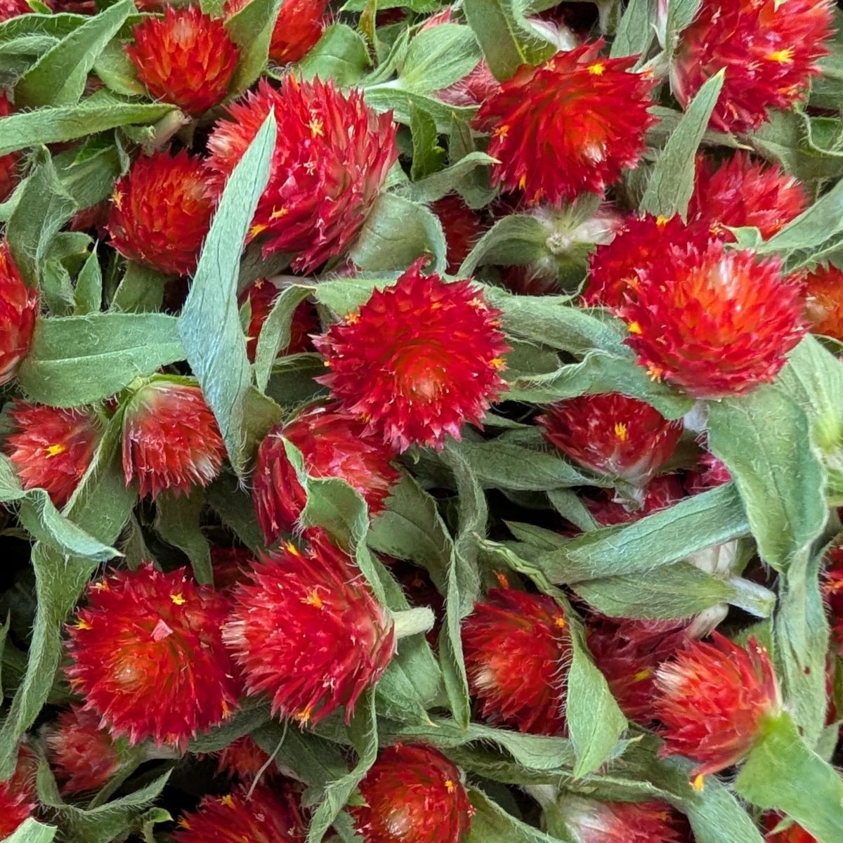 Fresh Edible Flowers - Gomphrena, Red