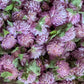 Dried Edible Flowers - Gomphrena, Lavender