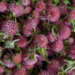 Dried Edible Flowers - Gomphrena, Rose