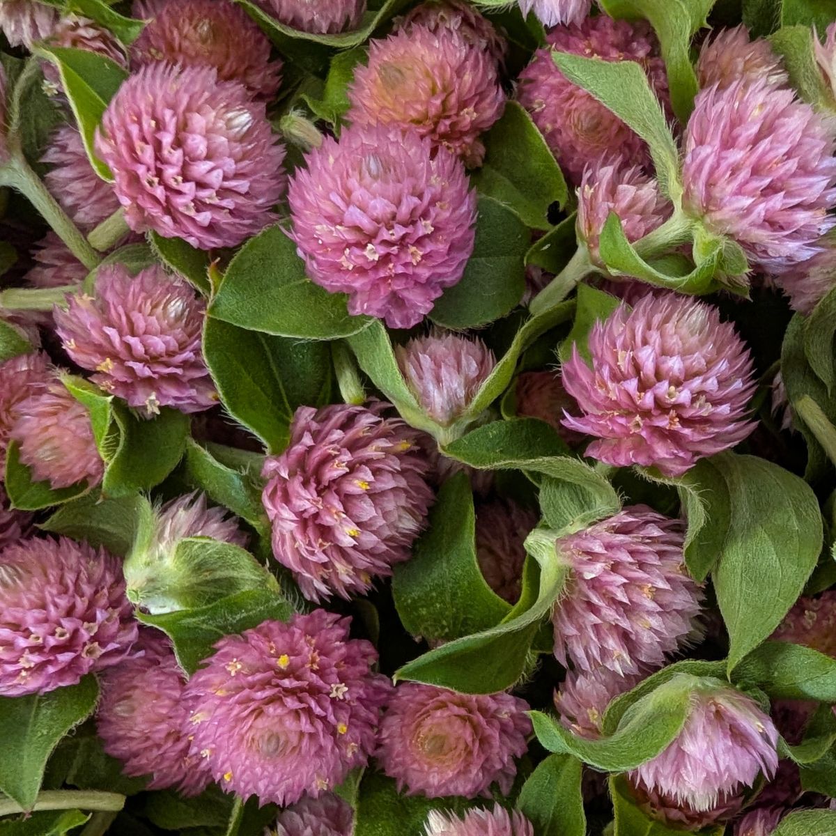 Fresh Edible Flowers - Gomphrena, Rose