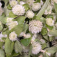Fresh Edible Flowers - Gomphrena, White