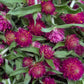Fresh Edible Flowers - Gomphrena, Carmine