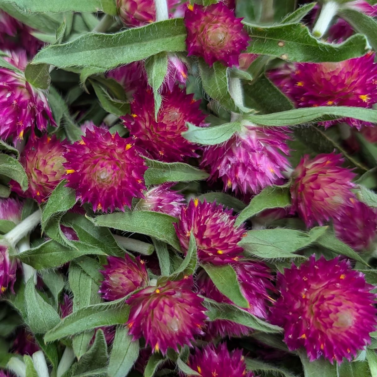 Fresh Edible Flowers - Gomphrena, Carmine