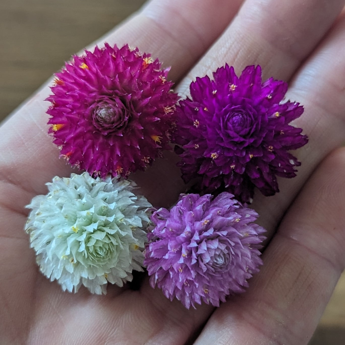 Fresh Edible Flowers - Gomphrena, Carmine