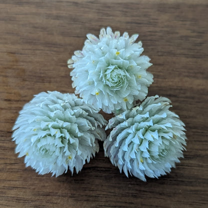 Fresh Edible Flowers - Gomphrena, White