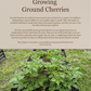 Ground Cherries:  From Seed to Your Table