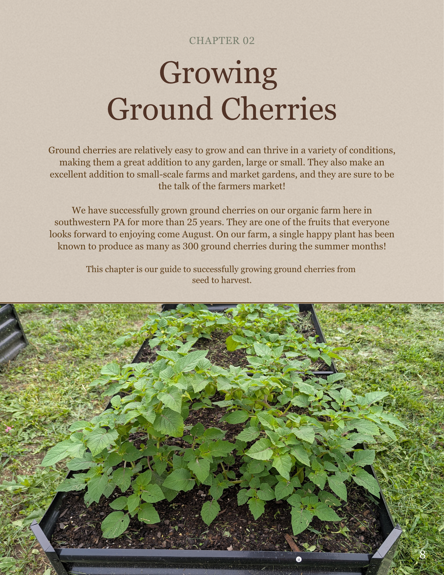 Ground Cherries:  From Seed to Your Table