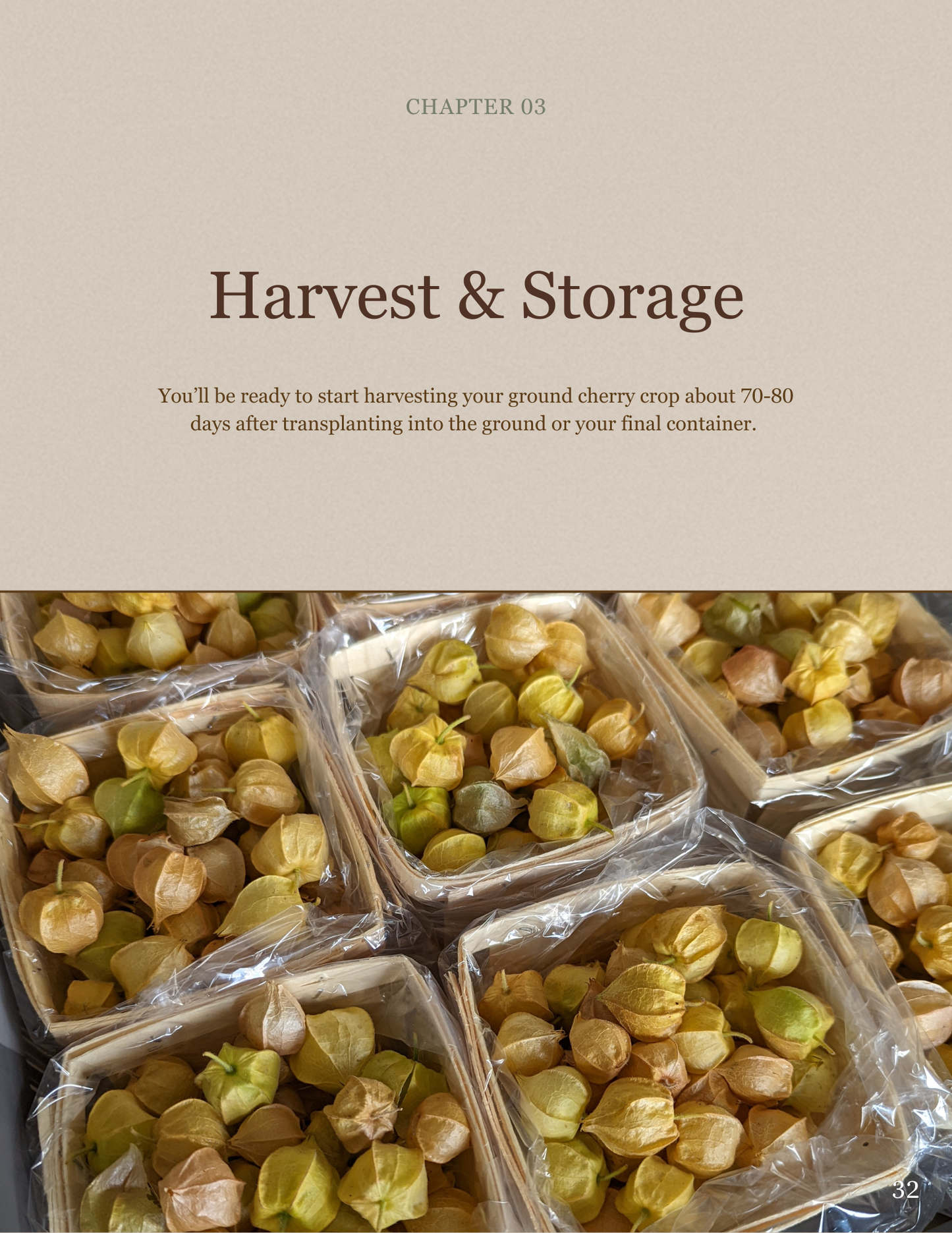 Ground Cherries:  From Seed to Your Table