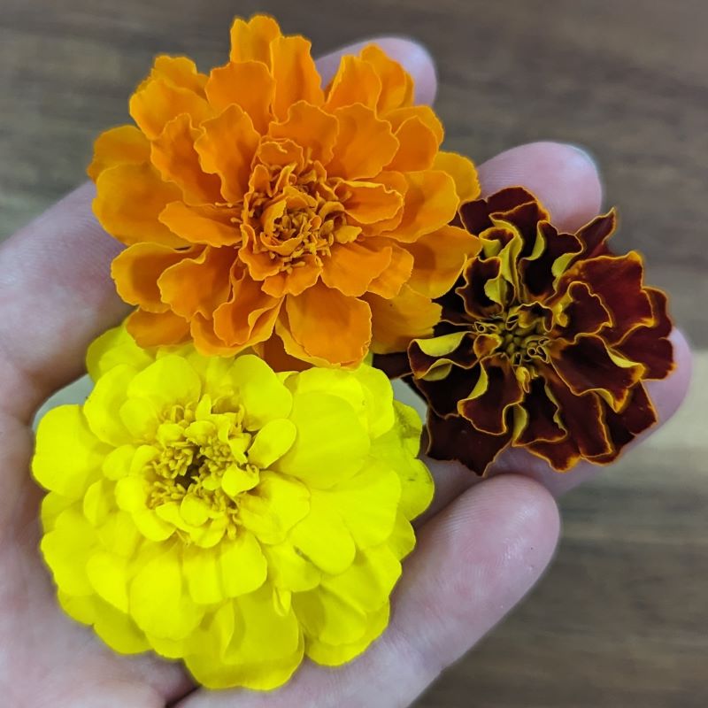 Fresh Edible Flowers - Marigolds, French Mix