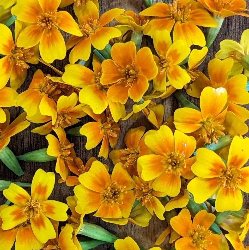 Fresh Edible Flowers - Marigolds, Gem