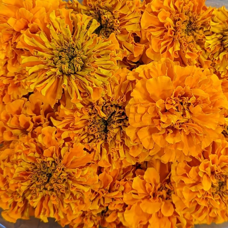 Fresh Edible Flowers - African Marigolds