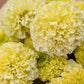 Fresh Edible Flowers - African Marigolds, White Swan
