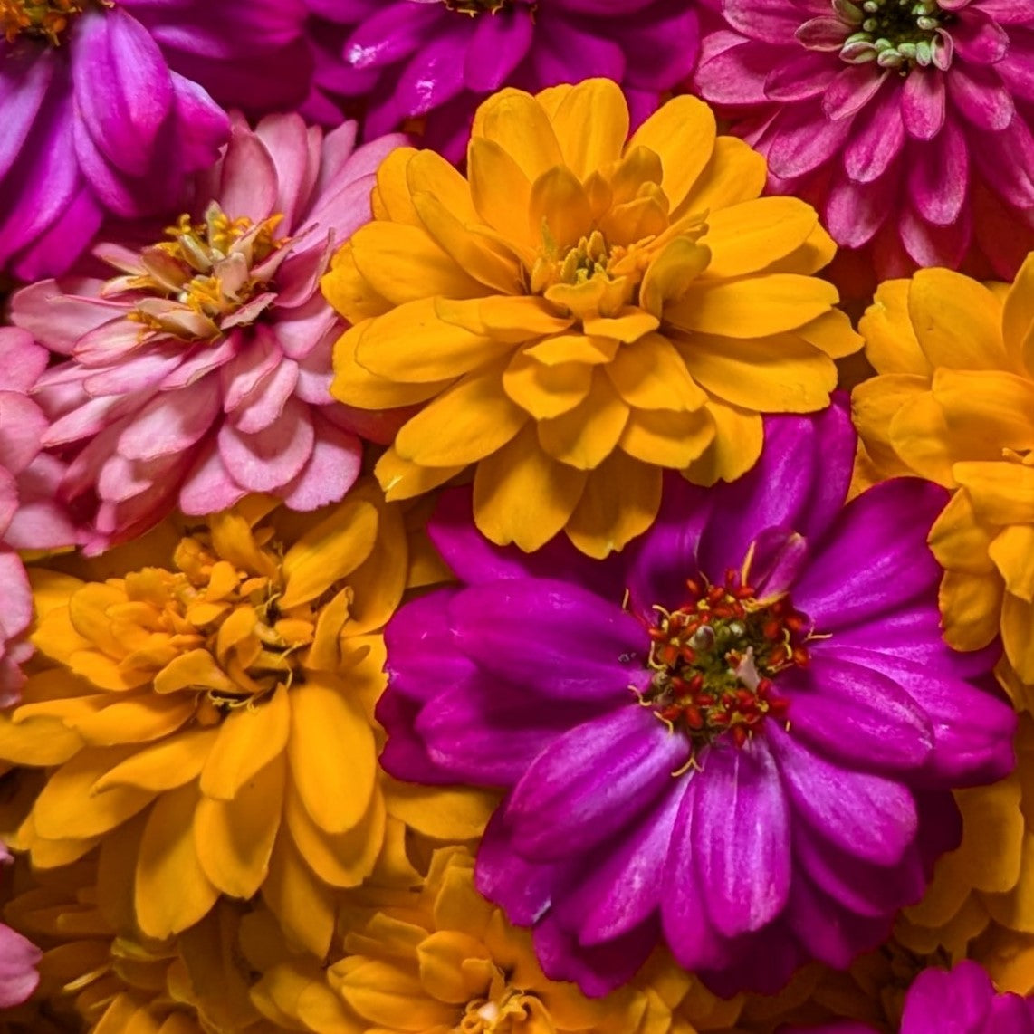 Fresh Edible Flowers - Zinnias, Summer Mix