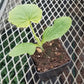 CVO Potted Plants - Squash - Winter - Acorn - Starry Night