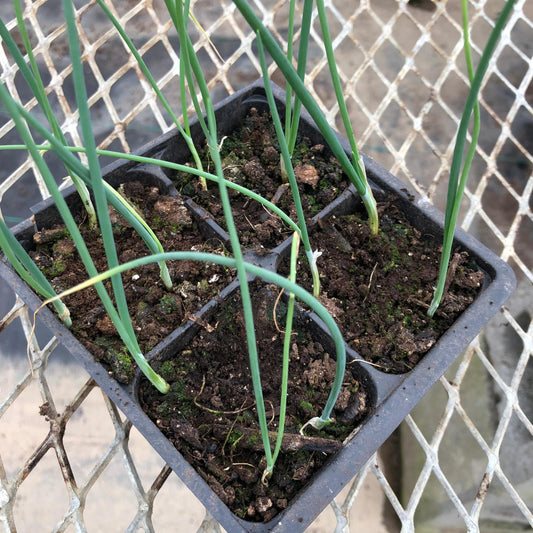 CVO Potted Plants - Onions, Blush - Cherry Valley Organics