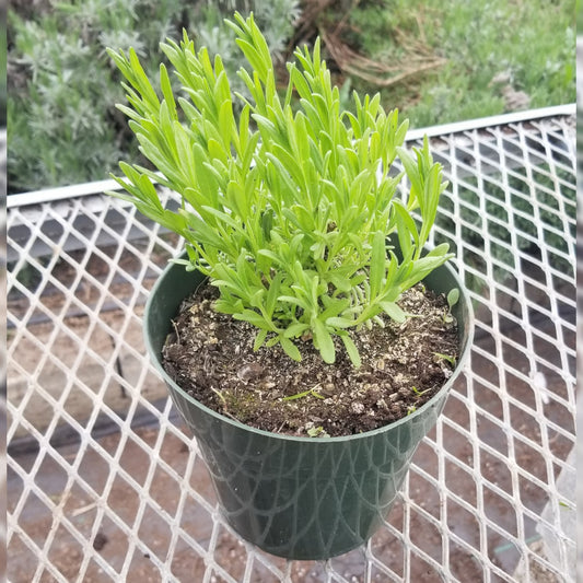 CVO Potted Plants - Lavender, Munstead