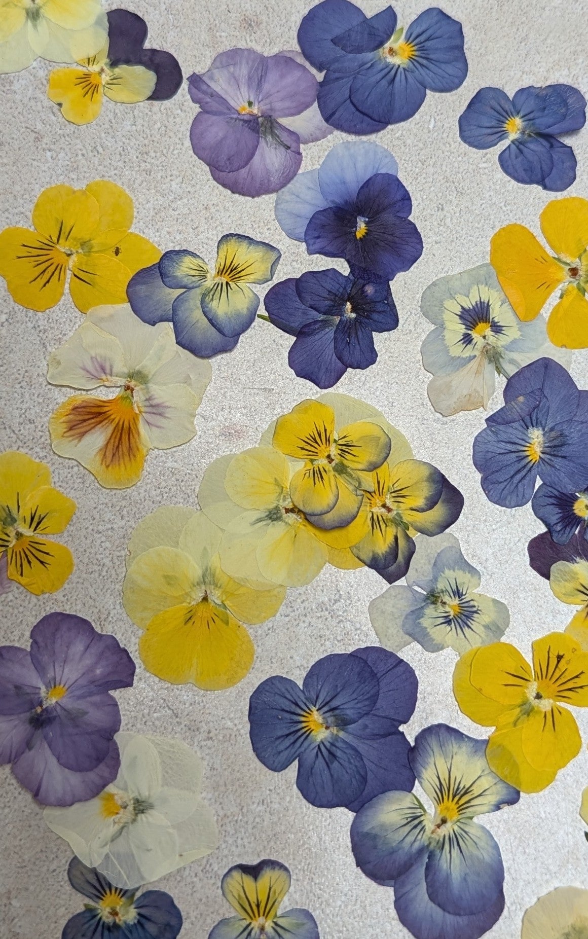 Pressed Edible Flowers - Mini Violas