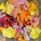 Fresh Edible Flowers - Violas, Antique Shades