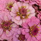 Fresh Edible Flowers - Zinnias, Pink