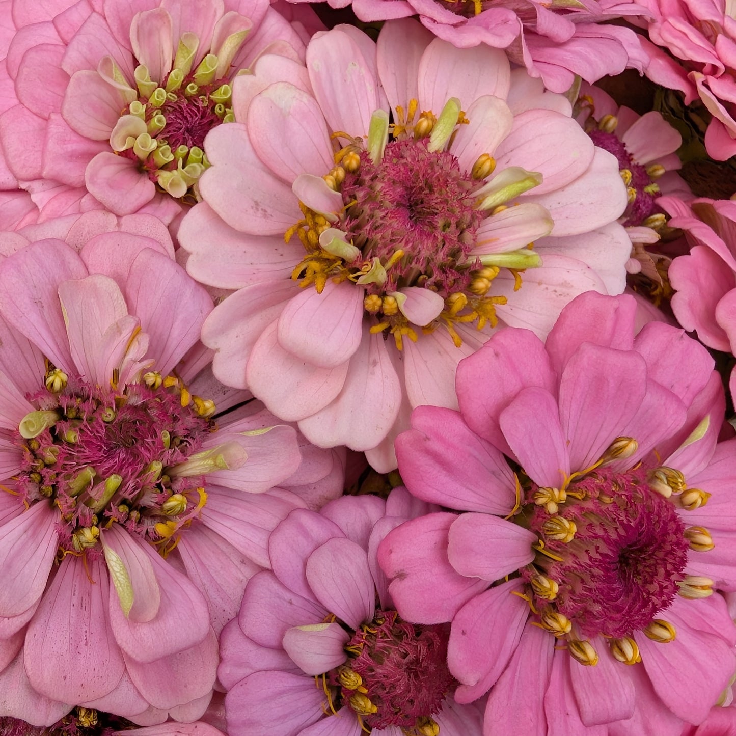 Fresh Edible Flowers - Zinnias, Pink