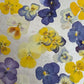Pressed Edible Flowers - Mini Violas