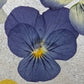Pressed Edible Flowers - Mini Violas Blue