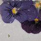 Pressed Edible Flowers - Mini Violas Purples