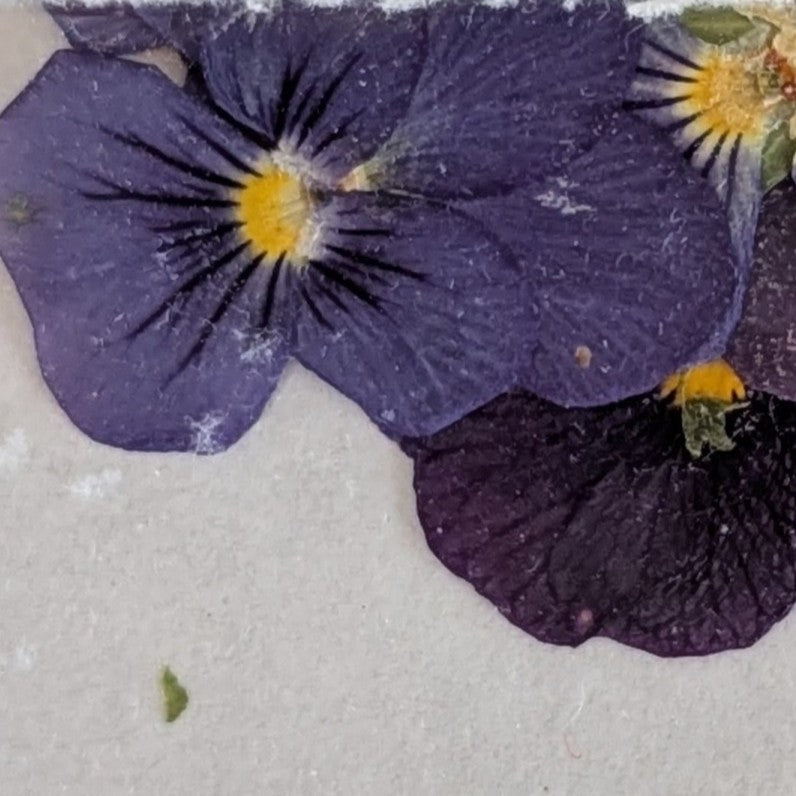Pressed Edible Flowers - Mini Violas Purples