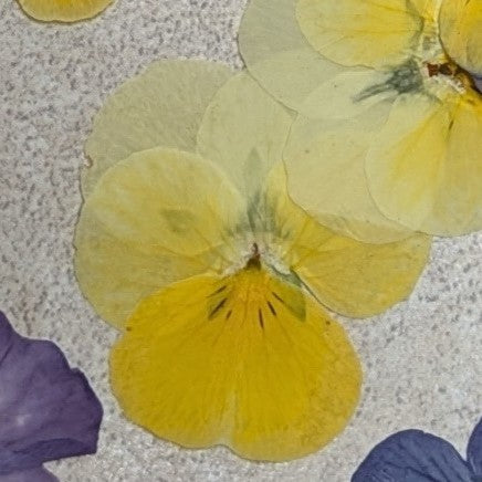 Pressed Edible Flowers - Mini Violas Yellow